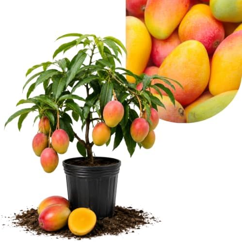 Kent Mango Tree Live Plant, Outdoor Garden Fruit Tree, 10-16'' Tall by AKTRD