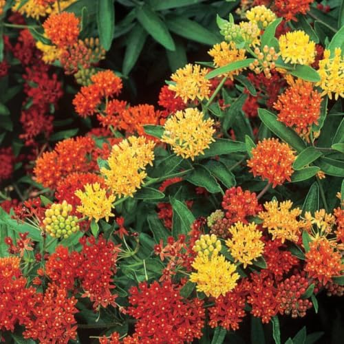3 Mixed Butterfly Milkweed Plants Live, Well-Rooted Starter Plant - Image 5