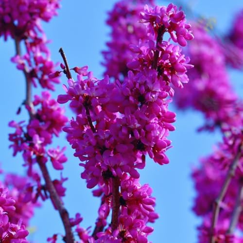 Redbud Tree Live Plant, Pink Flowering Ornamental Tree, 26-28 Inch Tall - Image 2