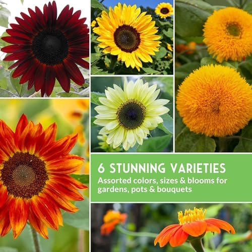 Sunflower Seeds Collection 6 Variety Pack for Planting - Image 6
