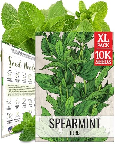 Seed Needs Spearmint Seeds to Plant Non-GMO & Heirloom Mint Herbs XL Pack by SeedNeeds