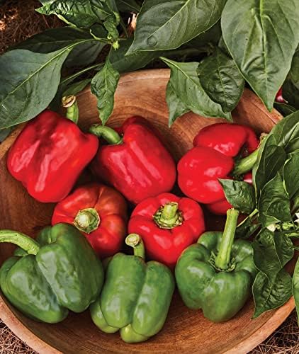 Burpee California Wonder Sweet Pepper Seeds | 300 Non-GMO Heirloom Pepper Seeds for Home Garden | Large Red Bell Peppers & Green Bell Peppers for Stuffing | Seeds for Planting by Burpee