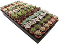1.75" Mini Succulent Assortment (72 Pack) by Unknown