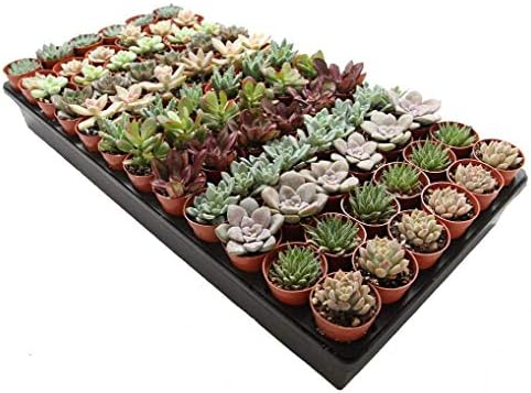 1.75" Mini Succulent Assortment (72 Pack) by Unknown