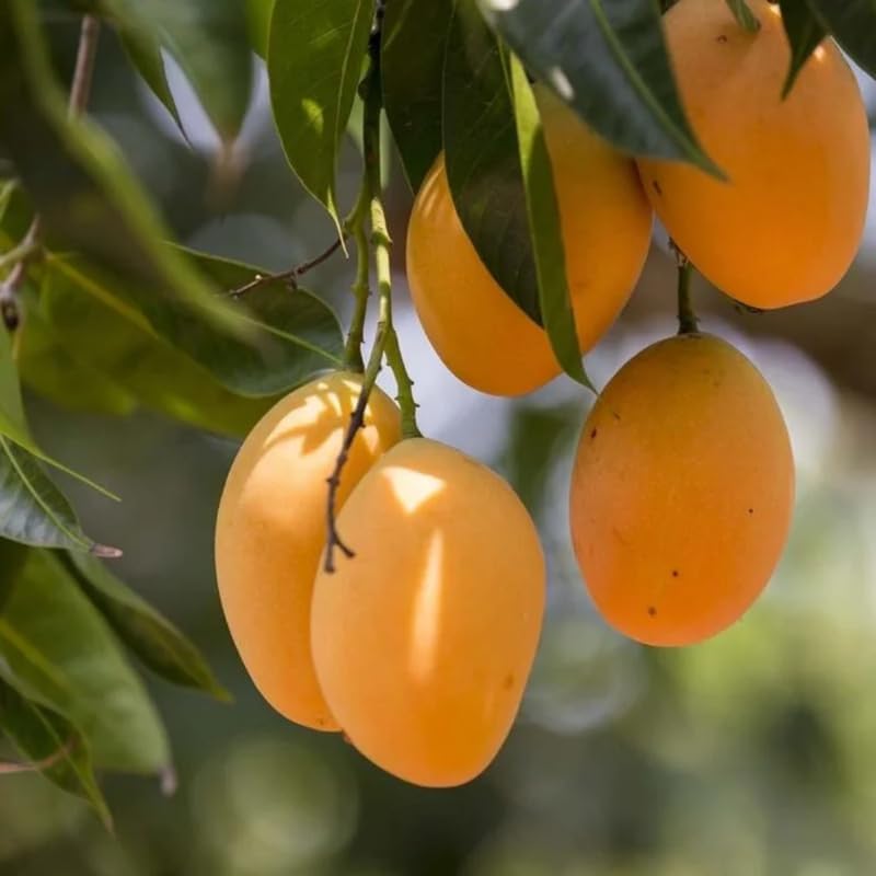 Very Sweet Mango Tree Live Plant, Tropical Fruit, 3 Gallon Pot - Image 6