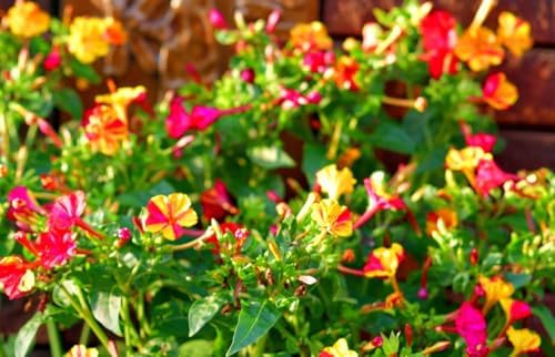 Mixed Four O Clock Seeds - Broken Colors 50 Pcs Mirabilis Jalapa - Image 6