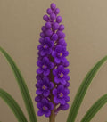 Creeping Lily Turf, 50 Bare Root Plants by Classy+Groundcovers