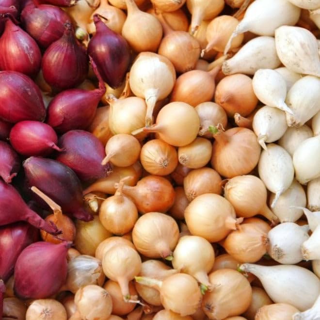 TomorrowSeeds - 3 Colors Mix Onion Sets (Bulbs) - 1/2 Pound (~50 Sets) - Fresh Crop, Stored Cold, for 2026 Planting Yellow, Red, White, Excellent Storage Noon Intermediate Intermediate Day by TomorrowSeeds