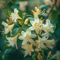 2 Winter Honeysuckle Shrubs - 6-12" Tall Live Plants - Flowering Fragrant Honeysuckle Bushes - Lonicera fragrantissima - (2 Pack) by Unknown