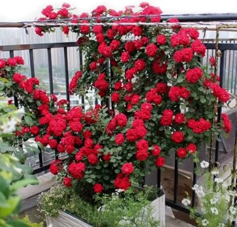 100PCS Red Climbing Rose Seeds Perennial Fragrant Flower Seeds Heirloom - Image 2