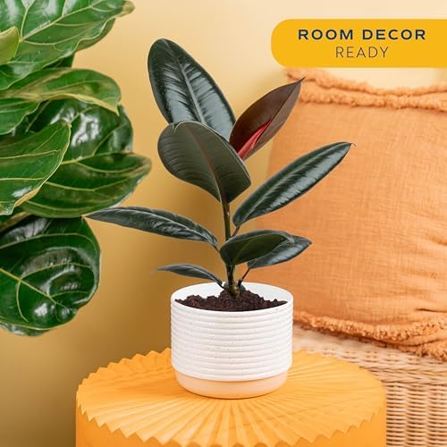 Costa Farms Rubber Plant, Live Indoor Plant, Easy Care, Home Decor - Image 2