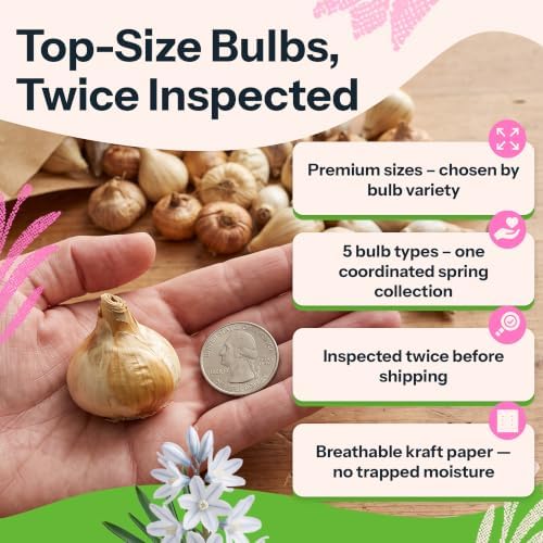100 Mixed Spring Flower Bulbs for Fall Planting Flower Garden - Image 3