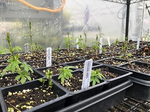 Cascade Hops Plant (Humulus lupulus) in 2.5 inch Pot | Perennial Vine for Beer Making or Tea - Image 4
