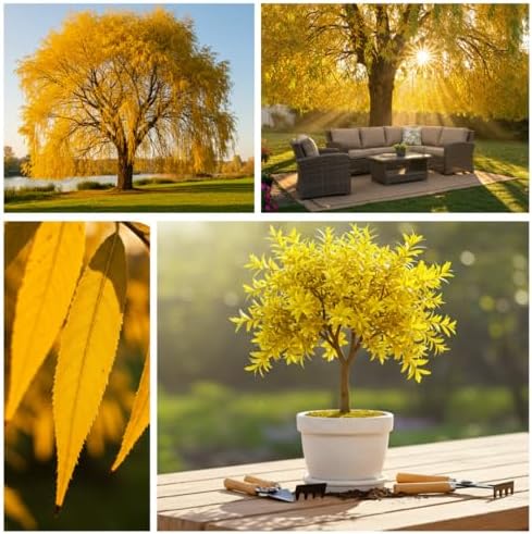 2 Golden Weeping Willow Trees - Ready to Plant - Live Plants - Beautiful Arching Canopy - Image 3
