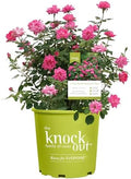 Knock Out 2 Gal. Rose Pink Shrub by Unknown
