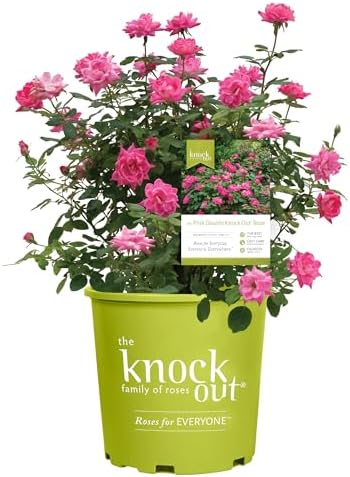 Knock Out 2 Gal. Rose Pink Shrub by Unknown