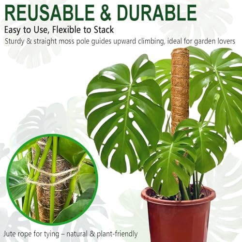 Soupiar 4 Pack 22 Inch Stackable Moss Pole - Thick & Sturdy Natural Coir Totem Plant Support & Garden Stakes for Monstera & Pothos, Indoor Climbing Vining Houseplants, 70" H Max - Image 5