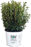 Proven Winners - Physocarpus op. Tiny Wine (Ninebark) Shrub, dark foliage/ dwarf , #3 - Size Container by GreenPromiseFarms