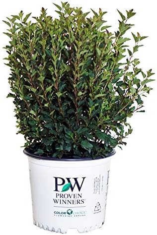 Proven Winners - Physocarpus op. Tiny Wine (Ninebark) Shrub, dark foliage/ dwarf , #3 - Size Container by GreenPromiseFarms