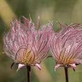 CarpetC50 Prairie Smoke Seeds for Planting, Geum triflorum Native Perennial with Feathery Pink Plumes, Drought Tolerant Ground Cover, Non-GMO Heirloom for Rock Gardens and Meadows by GardenGlorySeed