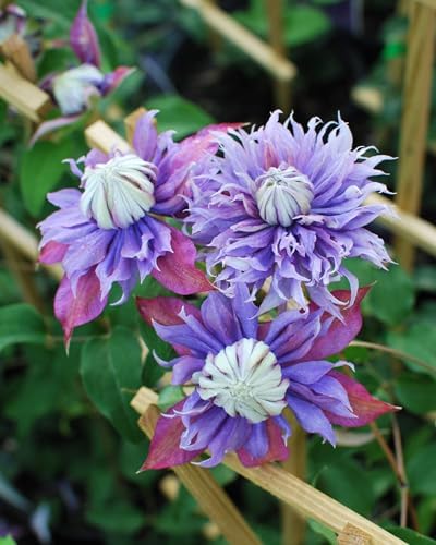 Perennial Farm Clematis x Viticella Diamantina Hybrid– Live Regal® Series Clematis in 4 Quart Container, Large Double Purple Blooms, Long Blooming, Compact Climber, Ideal for Trellises & Containers - Image 2