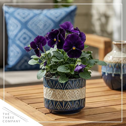 Pansy - Purple (4 Pack), Live Winter Flowering Annual, Beautiful Winter Color, 6" Tall by 4" Wide in 1 Pt Pot - Image 6