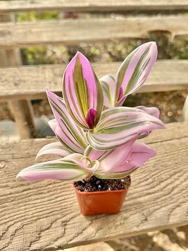 2" Unique Succulents Plants Live, Live Starter Succulent Plants, Easy Care House Plants Rooted in Succulent Soil Mix, By The Succulent Cult (Tradescantia Nanouk) - Image 2