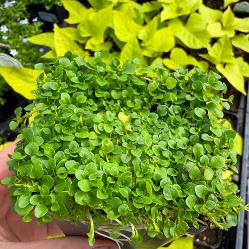 Mentha requienii, Corsican/Creeping/Rock Mint, GroundCover, Cnt Sz: 3" - Image 5