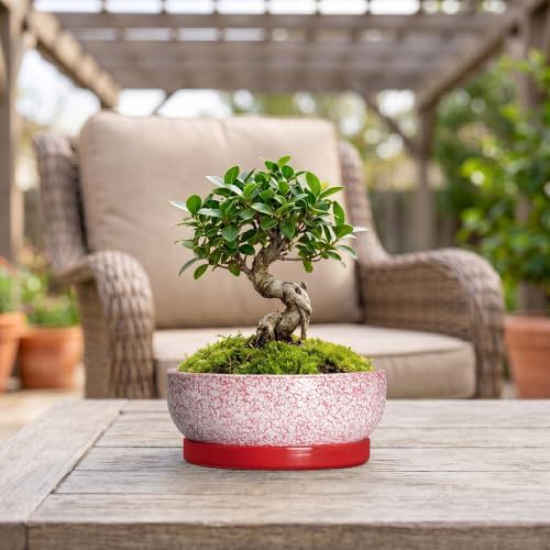 Ceramic Succulent Planter, 8 Inch Bonsai Pots with Tray, Texture Red - Image 4