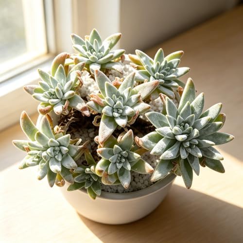 Dudleya gnoma S.W. McCabe Live Succulent Plant 3-3.5 Inch Cluster, Rare Dudleya Bare Root No Pot, Easy Care Indoor Outdoor Houseplant for Home Garden Decor - Image 3