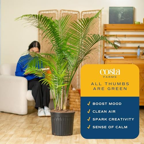 Costa Farms Majesty Palm, Live Indoor Plant, Tropical Decor, Air Purifying - Image 4