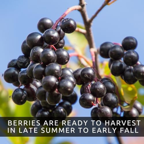 Black Chokeberry Live Plants – Aronia melanocarpa – 1 Year Old Seedlings - Grow Your Own Antioxidant-Rich Superfood Berry Tree – Hardy, Fast-Growing, Ideal for Garden or Container Planting (3 Plants) - Image 4
