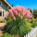 100 + Pink Pampas Grass Seeds for Planting, Garden Grasses by Unknown