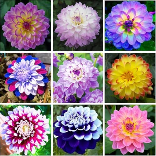 200+ PCS Mix Dahlia Seeds Flowers Compound Petals Multi-Color Beautiful Annual Outdoor Garden Potted Plants Non-GMO Dahlia for Planting Dahlia Pinnata Seeds - Image 2
