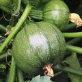 Round Zucchini Seeds - 90+ Count & 100 Yellow Straightneck Squash - for 2026 Planting Eight 8 Ball Ronde Rondini Summer Squash Patty Pan Courgette Bush Garden Vegetable Grow Your Own by TomorrowSeeds