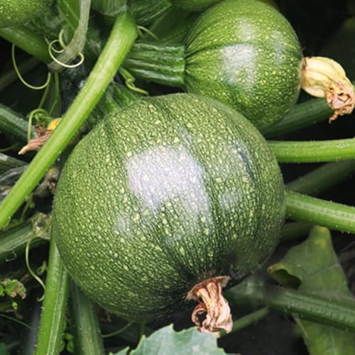Round Zucchini Seeds - 1 Pound ~ 5100+ Count - for 2026 Planting Eight 8 Ball Ronde Rondini Summer Squash Patty Pan Courgette Bush Garden Vegetable Grow Your Own Home Farm Patio by TomorrowSeeds