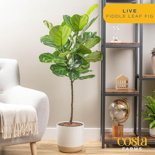 Costa Farms Fiddle Leaf Fig Tree, Live Indoor Floor Plant in Nursery Grow Pot, Clean Air Purifying Houseplant in Potting Soil, Living Room Decor, Housewarming New Home Gift, 3-4 Feet Tall - Image 3