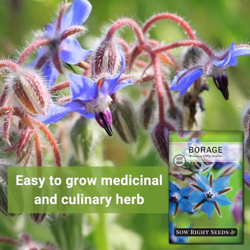 Sow Right Seeds-Borage Seed for Planting Medicinal Culinary Herb Garden 2pk - Image 3