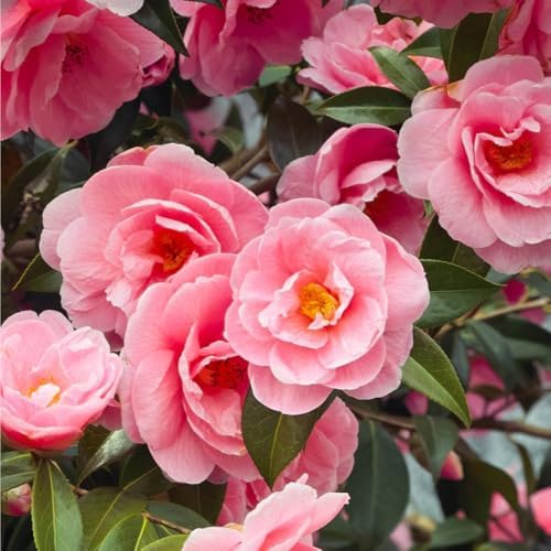 20+ Mixed Camellia Seeds for Planting,Cold Hardy Ornamental Camellias Seeds Non-GMO Heirloom,Evergreen Flowering Shrub Seed for Garden Home Outdoor - Image 3