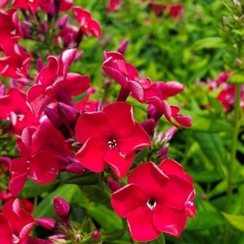 Red Phlox Live Plant, Hardy Ground Cover Perennial, 4-6 Inch Tall - Image 3