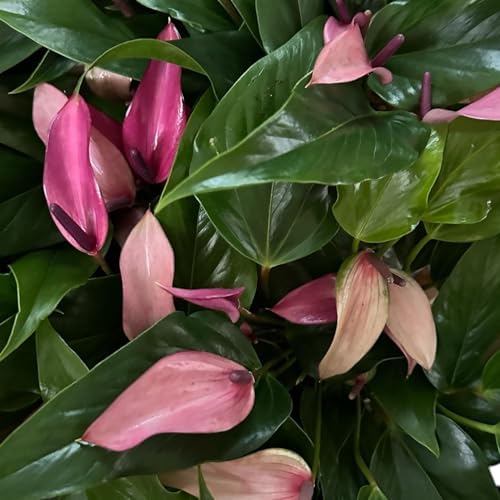 Anthurium (12"-14" Tall) Unique and Gorgeous Live Indoor Plant, Easy Care and Easy to Grow, Bloom Plant, 4 inch Pot (Zizou Purple) - Image 4