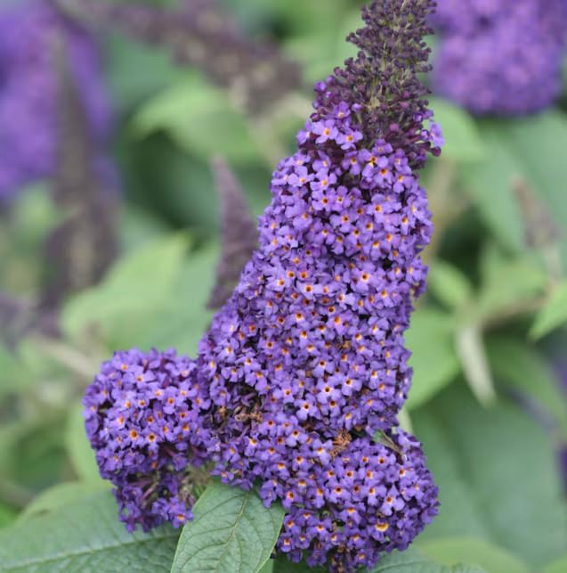 Lo & Behold 'Blue Chip Jr.' Dwarf Butterfly Bush (Buddleia) Live Shrub, Blue-Purple Flowers, 3 in. Pot by Japanese+Maples+and+Evergreens