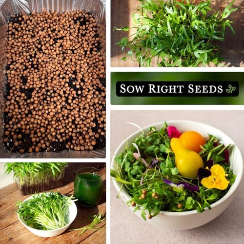Sow Right Seeds - 2000 Cilantro Microgreen Seed for Growing Bulk Jumbo Pack - Image 5