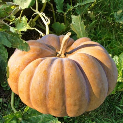 Fairytale Pumpkin (Musquee de Provence) Seeds - 120+ Count - for 2026 Planting French Cinderella Pumpkins Halloween Brown Winter Squash Vegetable Grow Your Own Home Farm Patio Healthy by TomorrowSeeds
