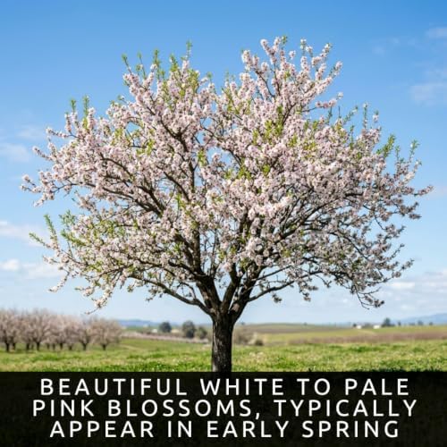 20 Almond Tree Seeds | Prunus Dulcis Edible Nut Tree Seeds for Planting - Image 3