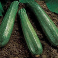 Park Seed Spineless Beauty Hybrid Zucchini Squash Seeds – Open-Habit Plants for Fast, Easy Harvesting, Smooth Medium Green Fruits, Early Maturing and Reliable Yields for Large Gardens, Pack of 250 by ParkSeed