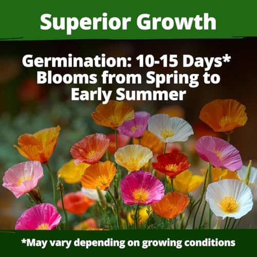 HOME GROWN Formula Mix CaliforniaPoppy 11000 Seeds Eschscholzia californica - Image 2