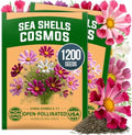 HOME GROWN Sea Shells Cosmos Seeds, 1,200 Seeds, Cosmos bipinnatus by HOMEGROWN