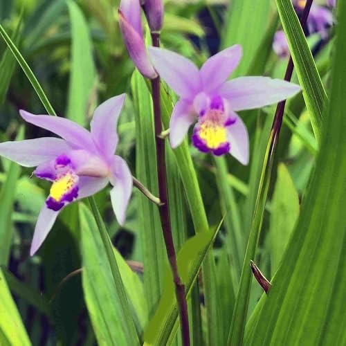 Beltilla Yokohama Kate Lavender Terrestrial Ground Orchid Live Plant - Image 6