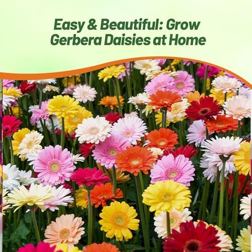 Outsidepride Hybrids Mix Gerbera Seeds - 200 Pcs Perennial, Compact & Low Maintenance, Flower Seeds for Planting w/Vibrant Mixed Blooms, Ideal for Garden Landscaping & Cut Flower Arrangements - Image 6